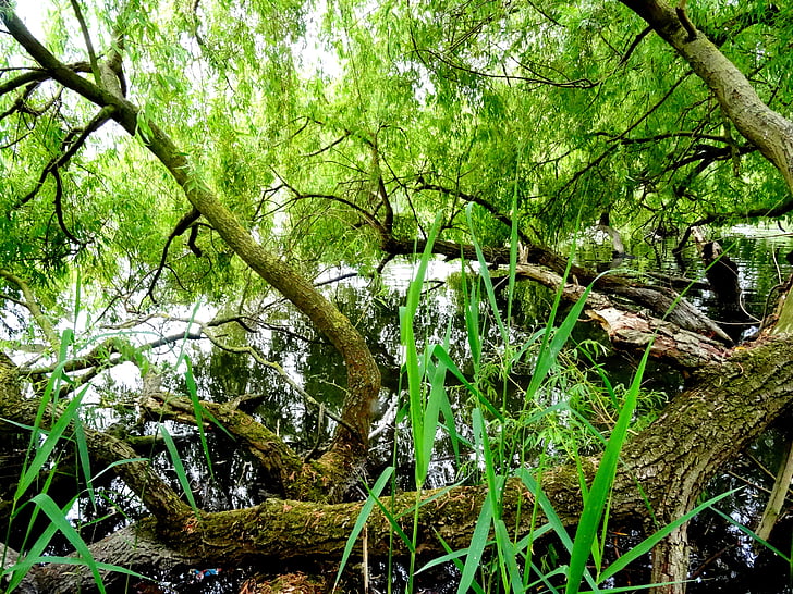 log, cabang, Kolam, air, hijau, menggergaji