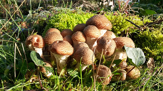 jamur, musim gugur, musim, hutan jamur