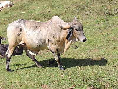 Boi, ферма, крупный рогатый скот, Телятина, о, Корова, животное