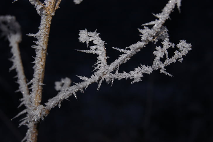 hoarfrost, frost, winter, grass, branches, cold