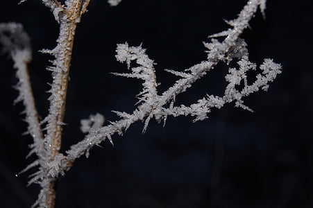 rimfrost, Frost, vinter, græs, grene, kolde
