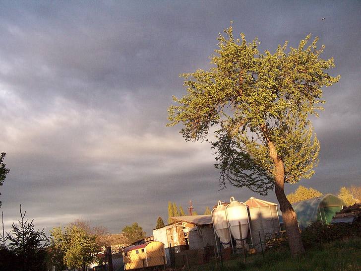 drvo, popodne, nebo, raspoloženje, tmurno, susnježica
