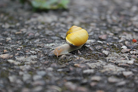snail, yellow, rain, soil