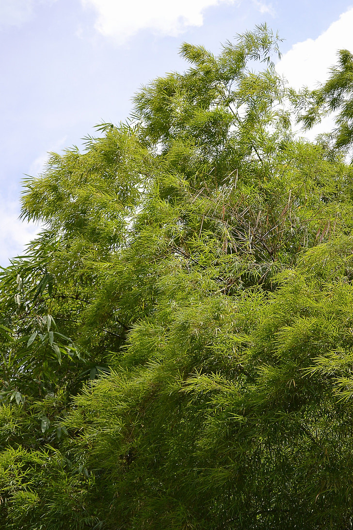 bambusa, bambusa lapu, atstāj, bambusa augi, augi, daba, savvaļā