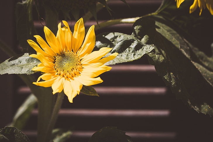 Sun flower, gul, gul blomma, Blossom, Bloom, trädgård, i trädgården