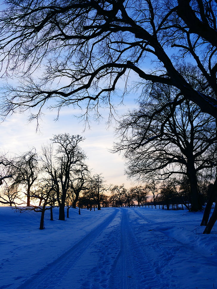 ziemas, ainava, sniega, prom, trasēšanas, koks, daba