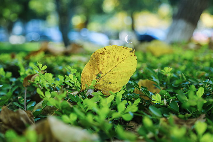 kampus, musim gugur, defoliation, daun, Tanah, kuning, hijau