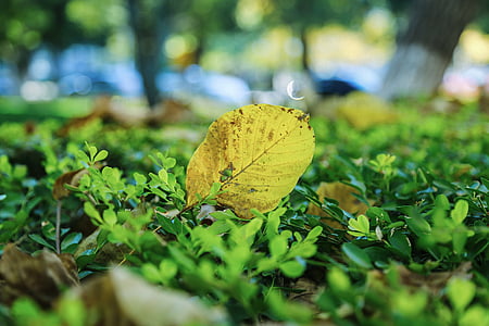 campus, autumn, defoliation, leaf, ground, yellow, green