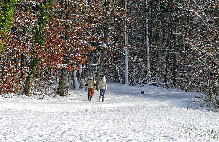 talvel, lumi, puud, metsa, külm, inimese, jalutuskäigu