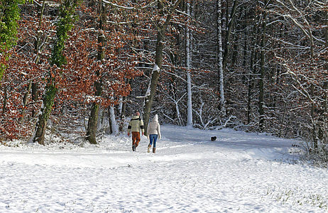 зимни, сняг, дървета, гора, студено, човешки, разходка