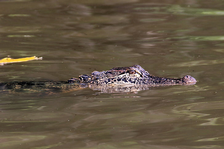 alligatore, palude, Bayou, animale, coccodrillo, Louisiana, fauna selvatica