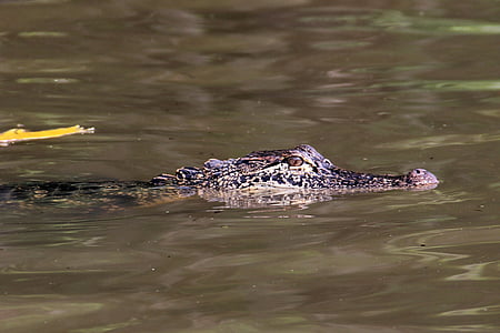 alligator, swamp, bayou, animal, crocodile, louisiana, wildlife