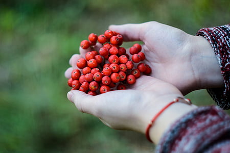 person, holding, red, berries, hand, berry fruit, fruit