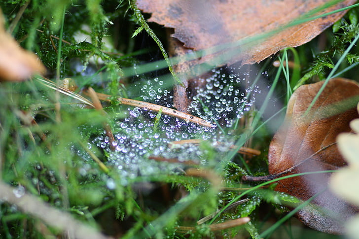 drop, water, nature