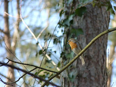 Robin, Songbird, madár, állat, Birdsong, erdő, zár