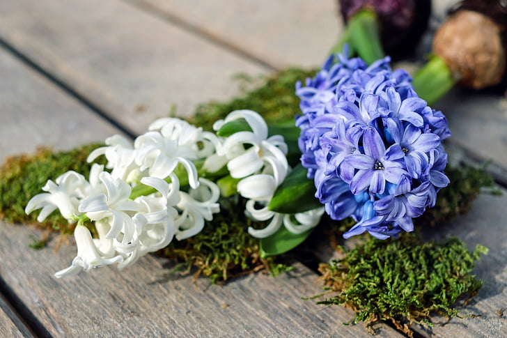 zumbul, Hyacinthus, cvijeće, cvatu, bijeli, ljubičasta, mirisni cvijet