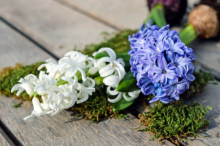 Jácint, Hyacinthus, virágok, Bloom, fehér, lila, illatos virág