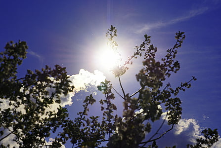 sun, sky, branches, back light, nature, weather, sunlight