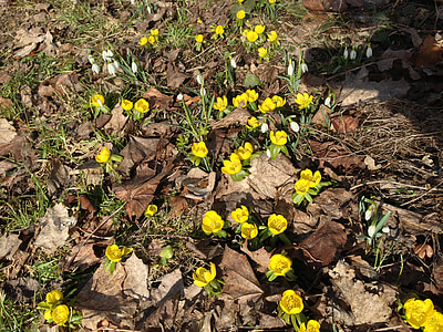 wiosna, żółty, kwiaty, roślina, Szwecja, żółte kwiaty, aconite zima