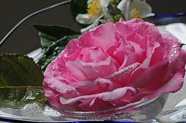 rose, decoration, romantic, flowers, summer, pink, deco