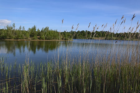 Lake, nước, Thiên nhiên, cảnh quan, bụi, Reed, màu xanh