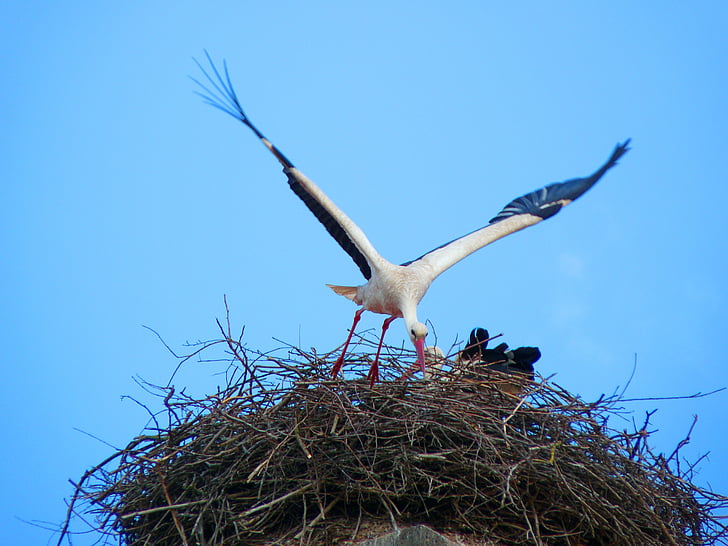 stork, nest, bird, storchennest