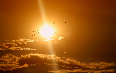 zachód słońca, ptaki, Chmura, Słońce, niebo, czerwony, Sunbeam