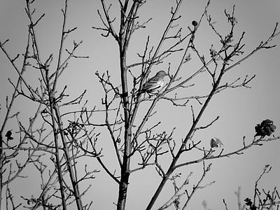 zwart-wit, vogel, boom, natuur, dieren in het wild, dier, vleugels