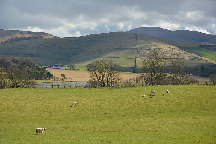 scoţian, natura, peisaj, Scoţia, iarba, verde, câmp