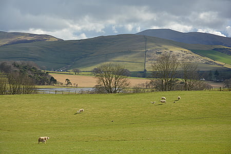 schottische, Natur, Landschaft, Schottland, Grass, Grün, Feld