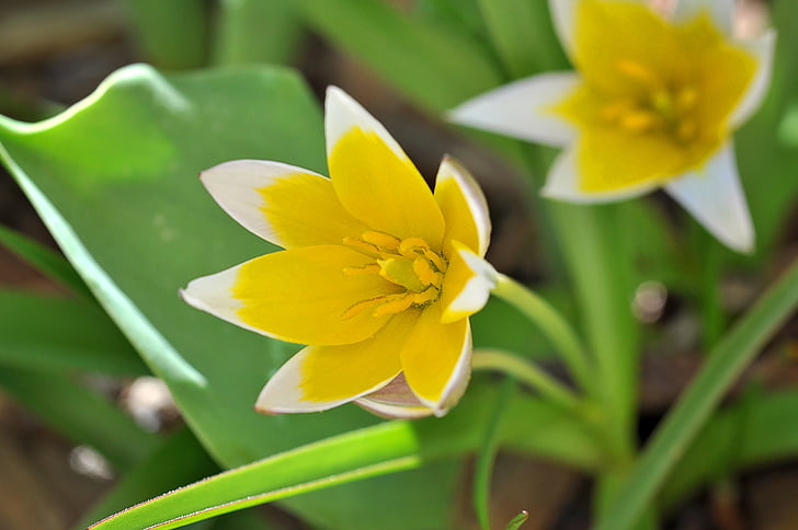 piccole stelle tulip, giallo-bianco, fiore, Blossom, Bloom, fiore di primavera, giardino