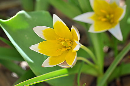 pequeñas estrella tulip, amarillo-blanco, flor, flor, floración, flor de primavera, jardín