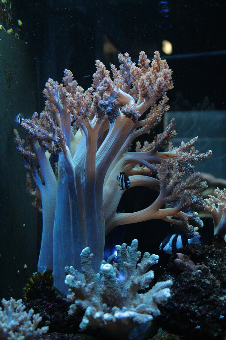 Coral, akvarium, marine liv, undervanns, sjøen, Reef, natur