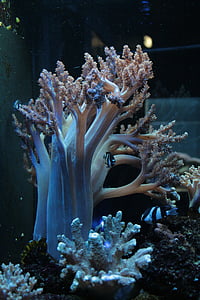 Coral, akvarium, Marina livet, Underwater, havet, Reef, naturen