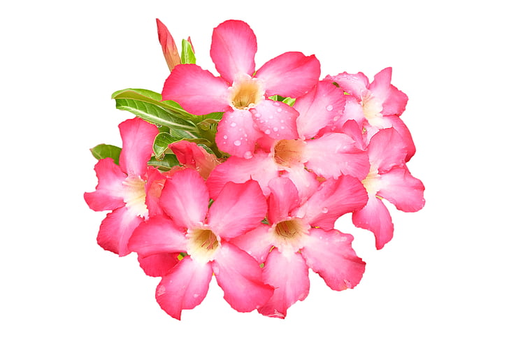 Импала Лили, розово, цвете, Градина, растителна, природата, пустиня