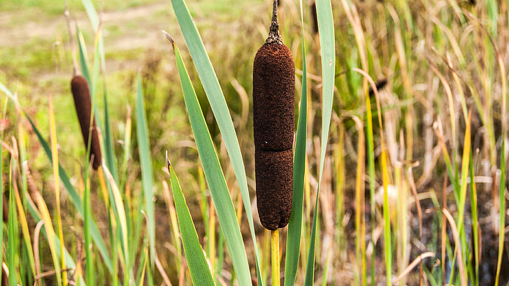 cattail, nature, outdoor, plant, pond, summer, green