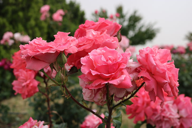 rose, pink, garden