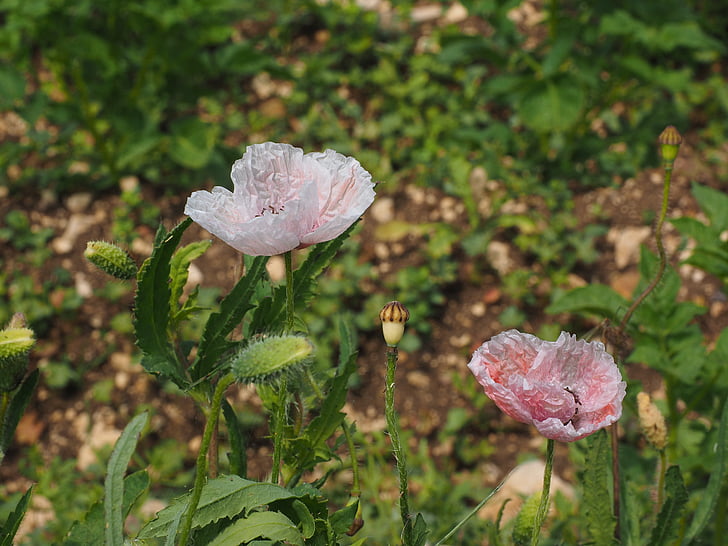 poppy flower, pink, light pink, bleached, flowers, whitish