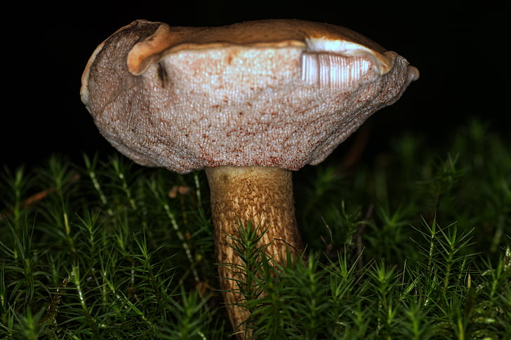 mushroom, common tylopilus, macro, bitterling