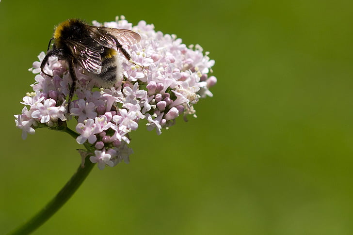 пчела, цвете, растителна, валериан, насекоми, дива природа