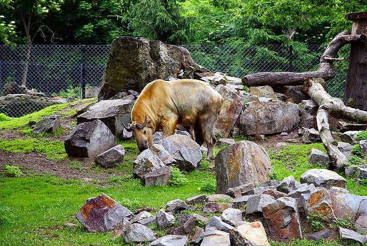 savec, Příroda, zvíře, Wild
