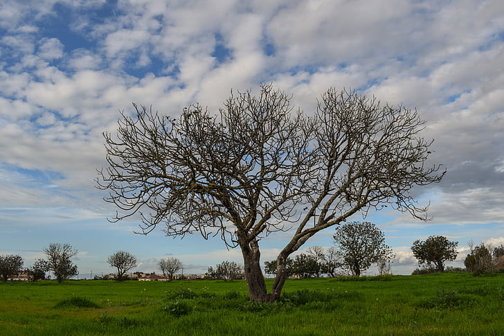 tree, meadow, landscape, nature, sky, clouds, green