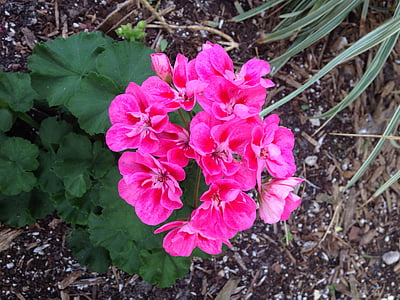 コスタリカ, 植物の生命, ピンクの花