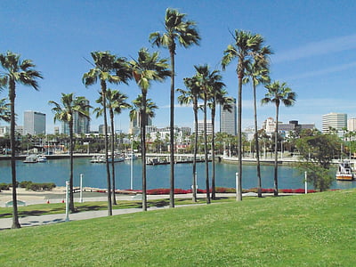 palmbomen, Marina, strand