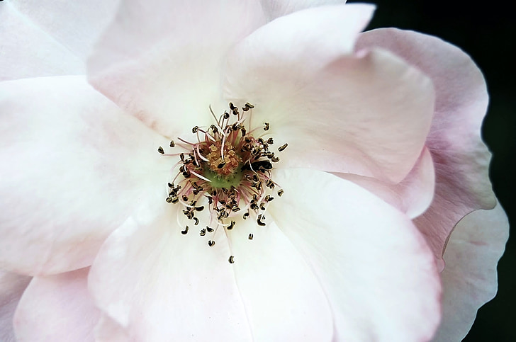 Rosa, kwiat, piękno, Róża, Natura, makro, roślina
