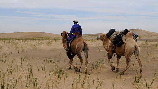 Mongólia, sivatag, nomád, sivatagi táj, Góbi, teve
