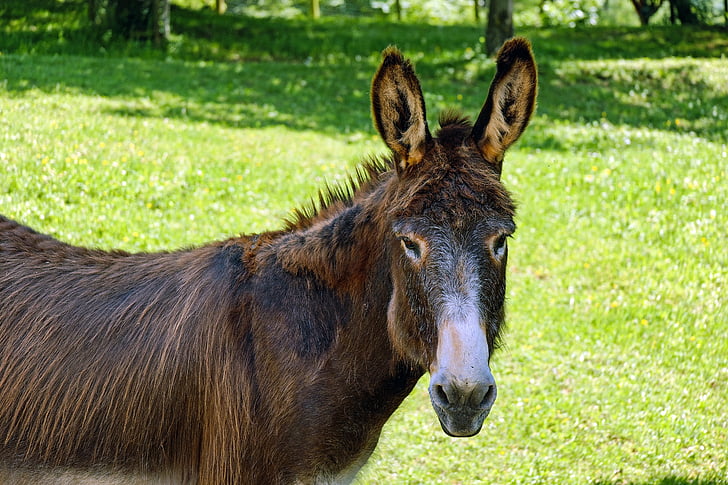 Free photo: pony, horse, donkey, livestock, beast of burden, mammal, animal  | Hippopx