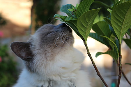 gato, natureza, folha, close-up, linda foto, gato branco, nariz do gato