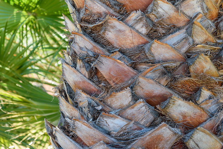 palm, tribe, plant, close, section, palm tree root, garden