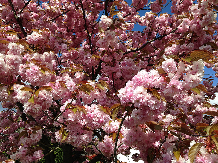 pohon ceri, bunga, merah muda, pohon, musim semi, alam, bunga